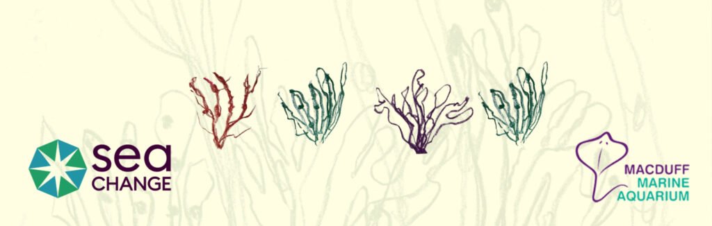 Sea Change – MacDuff Aquarium: Seaweed Printmaking and Beach Clean
